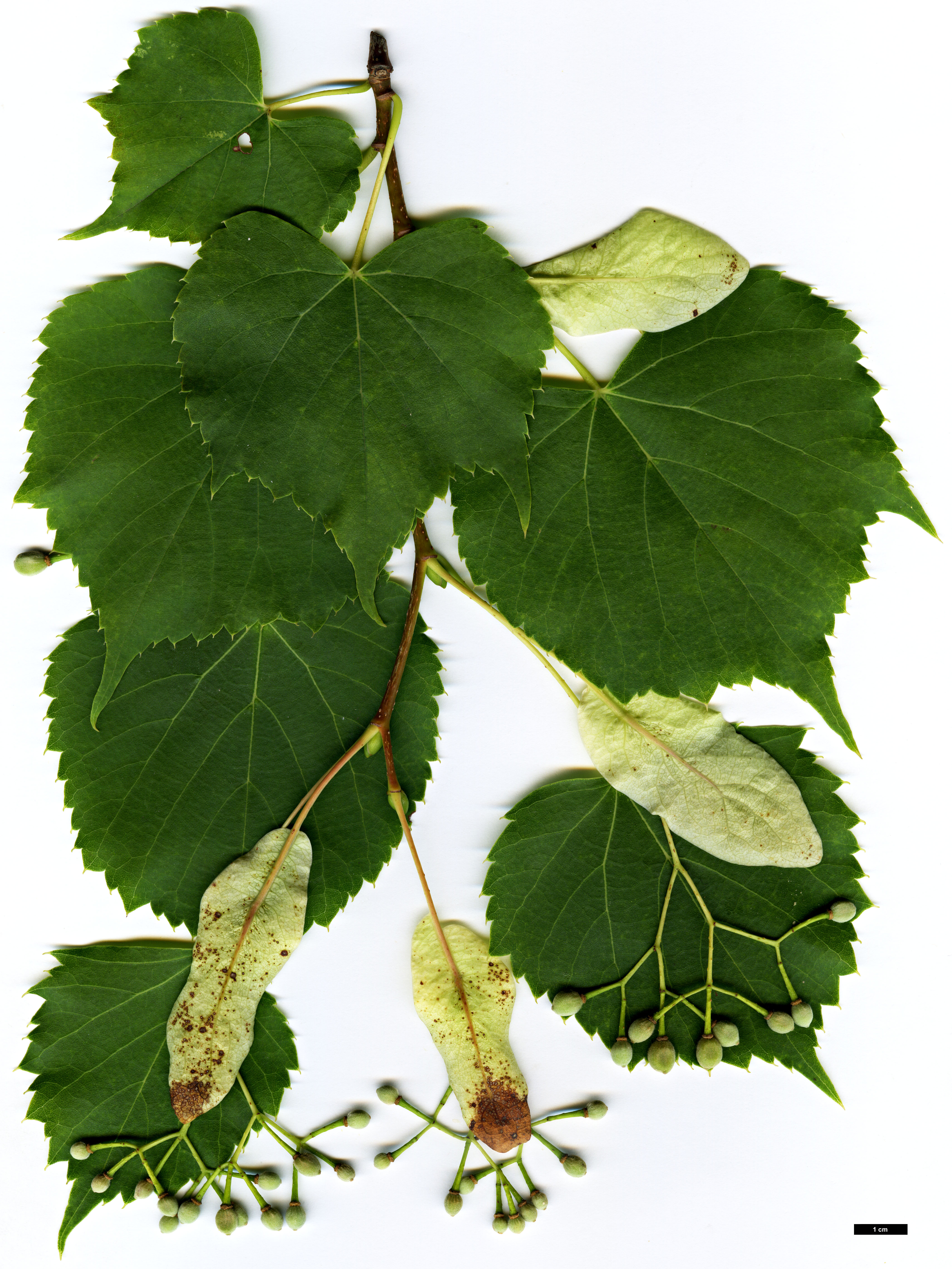 High resolution image: Family: Malvaceae - Genus: Tilia - Taxon: 'Harold Hillier' (T.japonica 'Ernest Wilson' × T.mongolica)